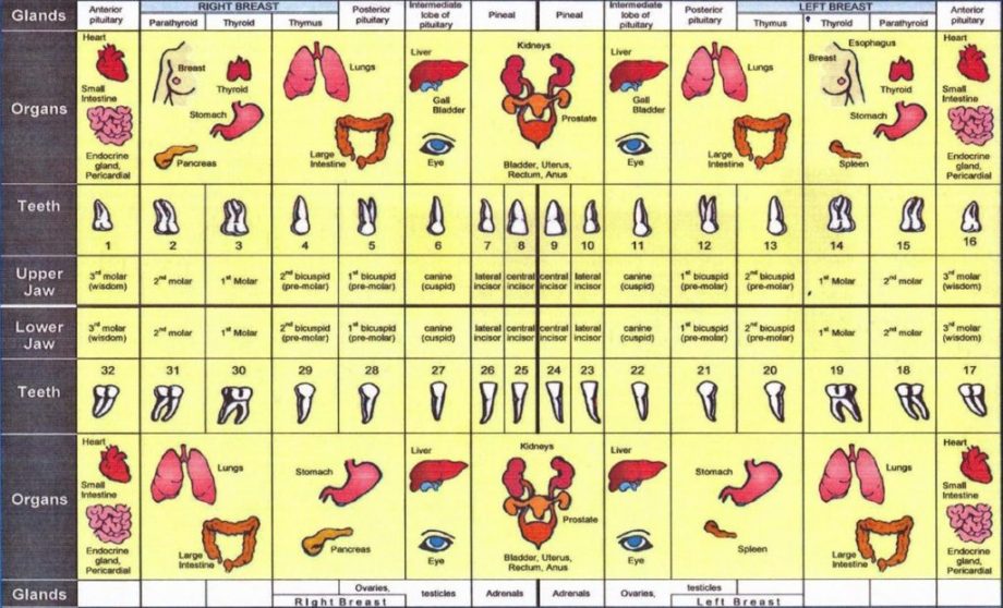 graphic of meridian tooth chart